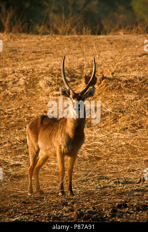 Kobus ellipsiprymnus waterbuck, commun. Mana Pools National Park. Zimbabwe Banque D'Images