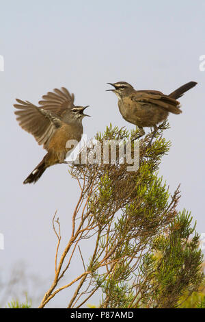 Karoo Scrub-Robin (Cercotrichas coryphoeus) perché dans un buisson. Banque D'Images