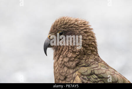 Nestor notabilis Kea (disparition) au tunnel de Homer, île du Sud, Nouvelle-Zélande Banque D'Images