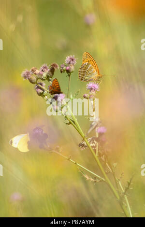 Keizermantels,Silver-lavé Fritillaries Banque D'Images