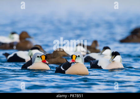 L'Eider à tête grise, Koningseider, Somateria spectabilis, Norvège, de l'Eider à duvet mâle adulte avec Banque D'Images