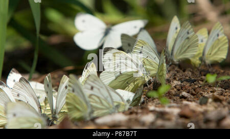 Likkende geaderde witjes Mineralen Klein / boue-vert-blanc veiné de flaques (Pieris napi) Banque D'Images