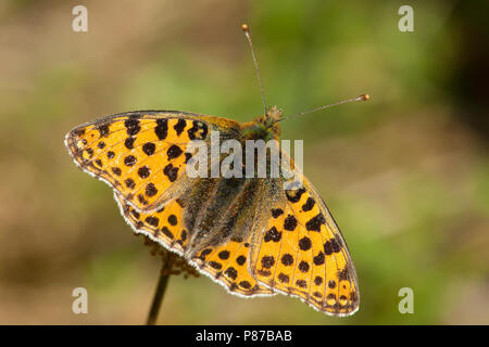 Kleine parelmoervlinder / Reine d'Espagne fritillary (Issoria lathonia) Banque D'Images