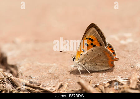 Kleine vuurvlinder / (Lycaena phlaeas petit) Banque D'Images