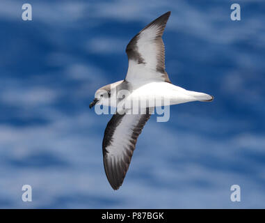 Pétrel à ailes noires (Pterodroma nigripennis) volant au-dessus de l'océan Pacifique au nord de la Nouvelle-Zélande. Banque D'Images