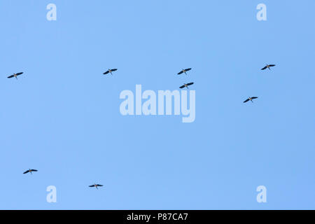 Cigogne noire - Ciconia nigra - Schwarzstorch, la Turquie, la migration Banque D'Images