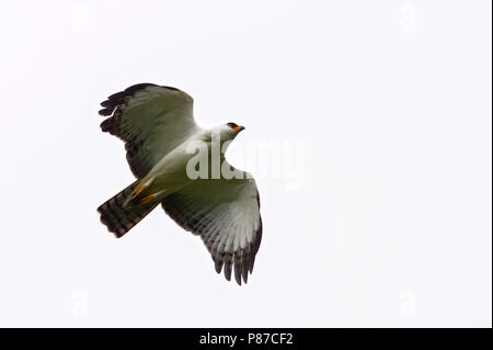 Le noir et blanc Hawk-Eagle (Spizaetus melanoleucus) est une espèce d'oiseau de proie et trouvés dans une grande partie de l'Amérique tropicale, du sud du Mex Banque D'Images