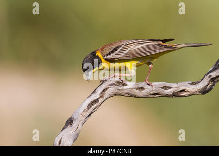 Bruant à tête noire - Kappenammer - Emberiza melanocephala, Chypre, l'homme adulte Banque D'Images