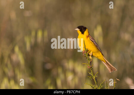 Bruant à tête noire - Kappenammer - Emberiza melanocephala, Chypre, l'homme adulte Banque D'Images