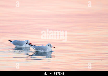 Mouette rieuse - Larus ridibundus - Lachmöwe, Suisse, adulte, le plumage d'hiver Banque D'Images