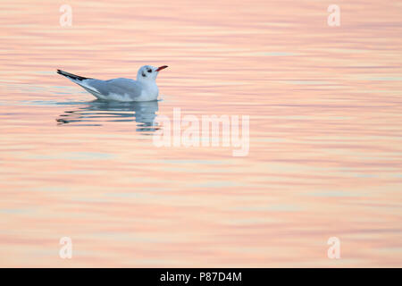 Mouette rieuse - Larus ridibundus - Lachmöwe, Suisse, adulte, le plumage d'hiver Banque D'Images