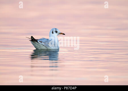 Mouette rieuse - Larus ridibundus - Lachmöwe, Suisse, adulte, le plumage d'hiver Banque D'Images