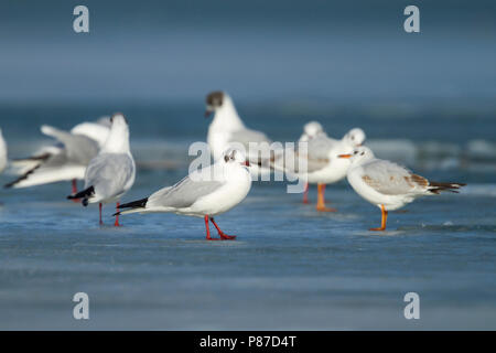 Mouette rieuse - Larus ridibundus - Lachmöwe, Suisse Banque D'Images