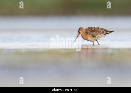 Barge à queue noire - Limosa limosa - Isländische Uferschnepfe ssp. islandica, Allemagne, 1er cy. Banque D'Images