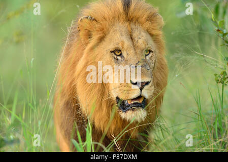 Lion portrait dans le Kruger bush Banque D'Images