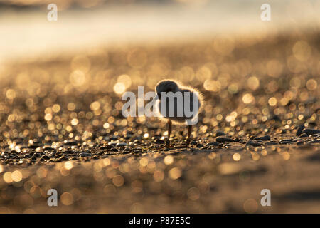 Une espèce menacée du pluvier siffleur (Charadrius melodus) au coucher du soleil avec l'arrière-plan flou d'or Banque D'Images