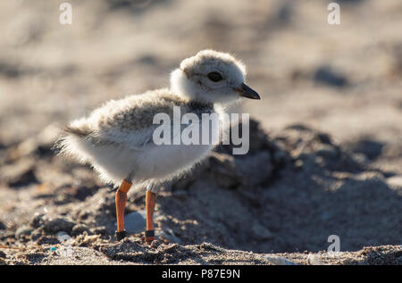 Disparition d'un jeune pluvier siffleur (Charadrius melodus) chick sur Toronto Islands' Hanlan's Point Beach, à Toronto, ON, Canada. Banque D'Images