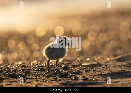 Disparition d'un jeune pluvier siffleur (Charadrius melodus) au coucher du soleil sur une plage à Toronto, ON, Canada. Banque D'Images