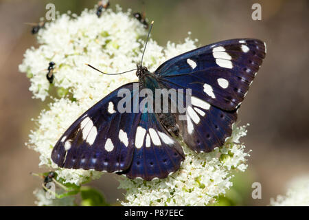 Blauwe ijsvogelvlinder / Sud de l'Amiral (Limenitis reducta) Banque D'Images