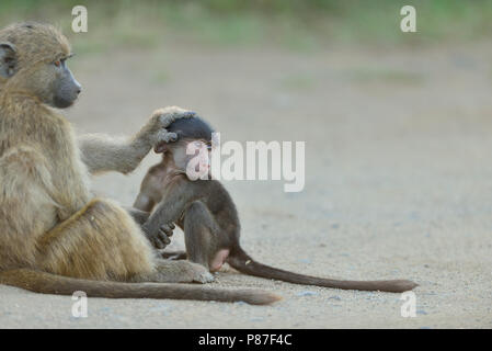 Baby baboon jouer l'action cutest monkey dans Kruger Banque D'Images