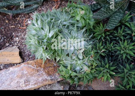 Haworthia retusa acuminata à panacher Banque D'Images