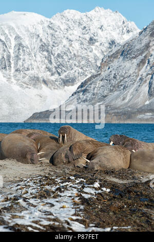 Groupe de morses dans Nordvest-Spitsbergen Smeerenburgfjord, Parc National, Svalbard, Norvège. Banque D'Images