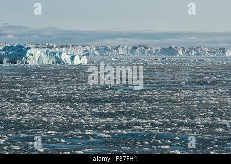 La glace dérivante couvre l'océan à côté de la calotte glaciaire arctique Austfonna, Norgaustlandet, archipel de Svalbard, Norvège Banque D'Images