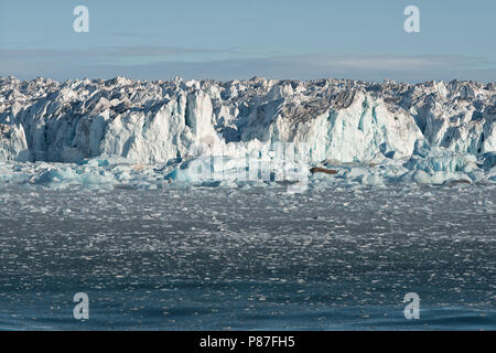 La glace dérivante couvre l'océan à côté de la calotte glaciaire arctique Austfonna, Norgaustlandet, archipel de Svalbard, Norvège Banque D'Images