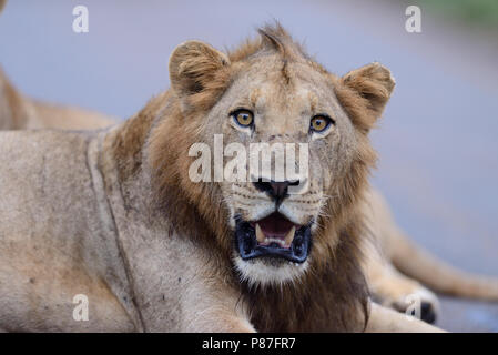 Lion portrait dans le Kruger bush Banque D'Images