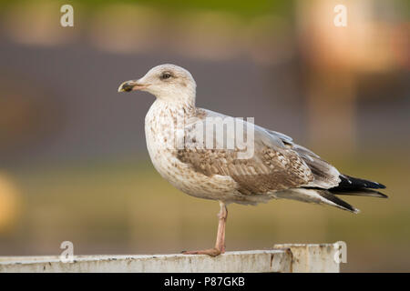 Goéland argenté - Larus argentatus - Silbermöwe, Allemagne, 2e hiver Banque D'Images