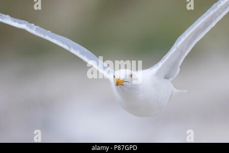 Goéland argenté - Larus argentatus - Silbermöwe, Allemagne, des profils Banque D'Images