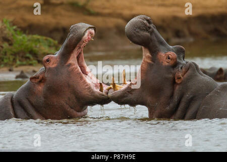 L'Hippopotame (Hippopotamus amphibius) sans fin dans une rivière d'Afrique Banque D'Images