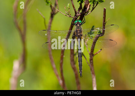 Imago Hoogveenglanslibel ; des profils d'Emerald ; Banque D'Images
