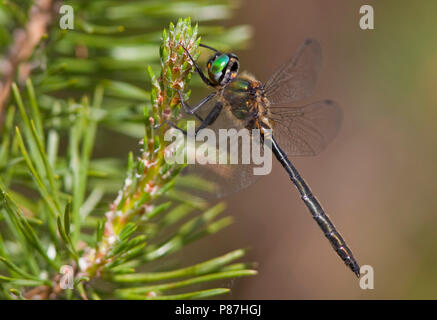 Imago Hoogveenglanslibel ; des profils d'Emerald ; Banque D'Images