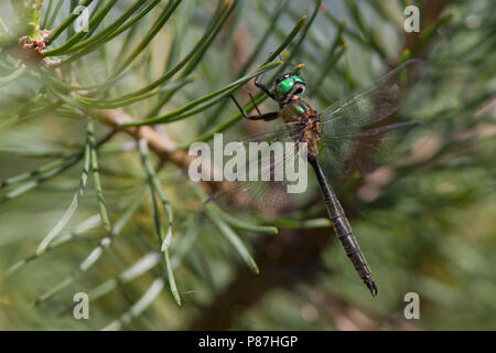 Imago Hoogveenglanslibel ; des profils d'Emerald ; Banque D'Images