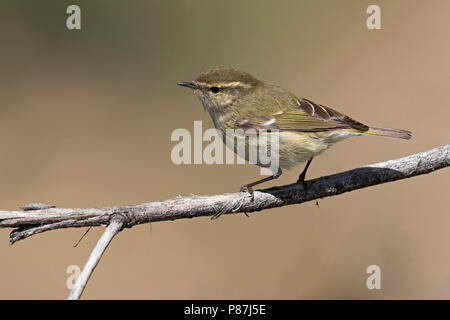 Bladkoning Humes, Hume's Warbler Phylloscopus humei feuilles, Banque D'Images