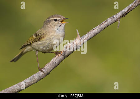 Bladkoning Humes, Hume's Warbler Phylloscopus humei feuilles, Banque D'Images