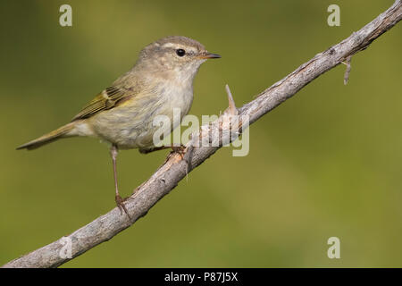 Bladkoning Humes, Hume's Warbler Phylloscopus humei feuilles, Banque D'Images