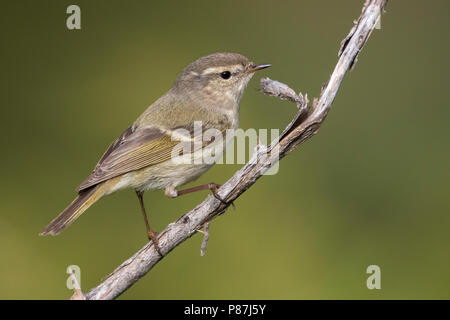 Bladkoning Humes, Hume's Warbler Phylloscopus humei feuilles, Banque D'Images