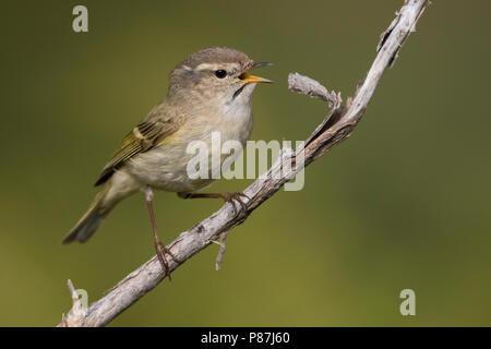 Bladkoning Humes, Hume's Warbler Phylloscopus humei feuilles, Banque D'Images