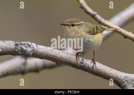 Bladkoning Humes, Hume's Warbler Phylloscopus humei feuilles, Banque D'Images