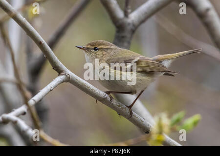 Bladkoning Humes, Hume's Warbler Phylloscopus humei feuilles, Banque D'Images