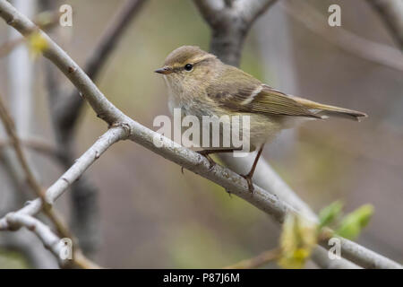 Bladkoning Humes, Hume's Warbler Phylloscopus humei feuilles, Banque D'Images