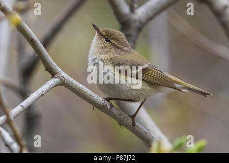 Bladkoning Humes, Hume's Warbler Phylloscopus humei feuilles, Banque D'Images