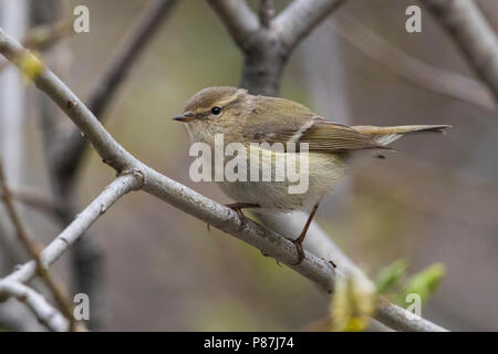 Bladkoning Humes, Hume's Warbler Phylloscopus humei feuilles, Banque D'Images