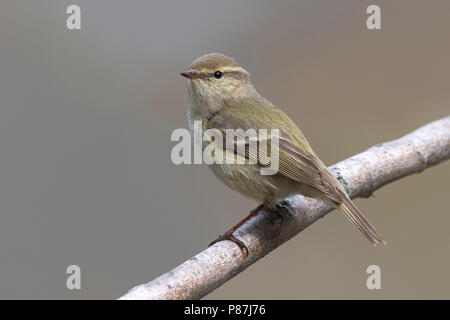 Bladkoning Humes, Hume's Warbler Phylloscopus humei feuilles, Banque D'Images