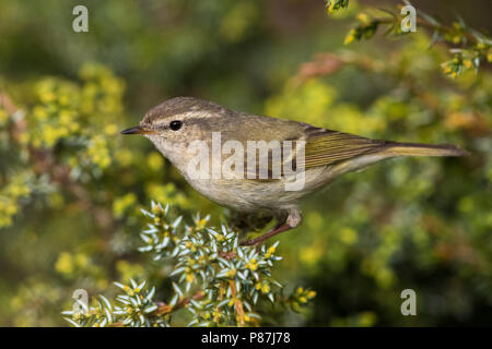 Bladkoning Humes, Hume's Warbler Phylloscopus humei feuilles, Banque D'Images