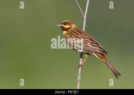 Yellowhammer hybride x Pine Bunting, Emberiza citrinella x Emberiza leucocephalos Banque D'Images