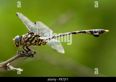 Mannetje Ictinogomphus ferox, homme politique Tigertail Banque D'Images