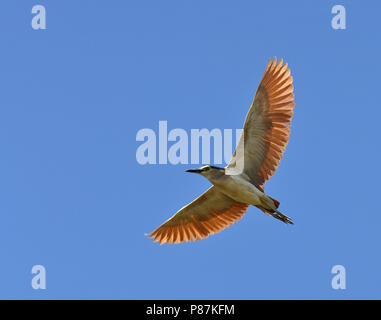 Bruant (Nycticorax caledonicus hilli) en vol contre un ciel bleu. Banque D'Images